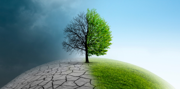 tree on a hill - the right half green and lush; the left half dry and dying